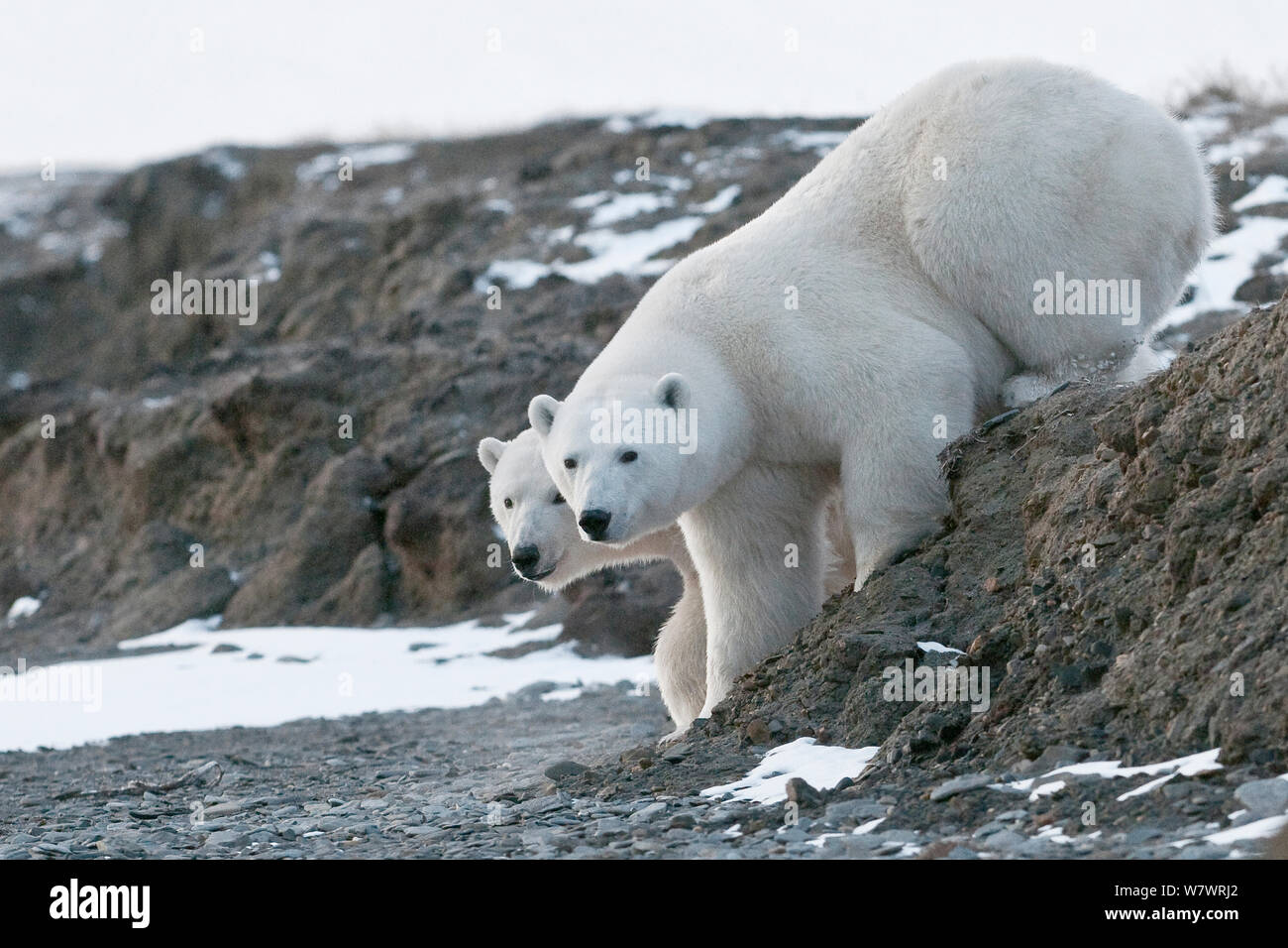 Polar bear (Ursus maritimus) two on coast, Wrangel Island, Far Eastern Russia, October. Stock Photo