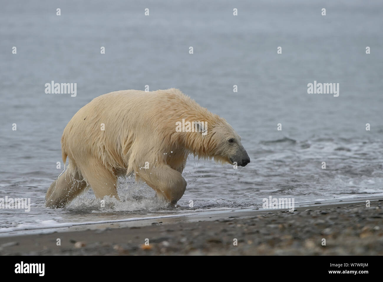 Polar bear (Ursus maritimus) emerging from sea, Wrangel Island, Far Eastern Russia, September. Stock Photo