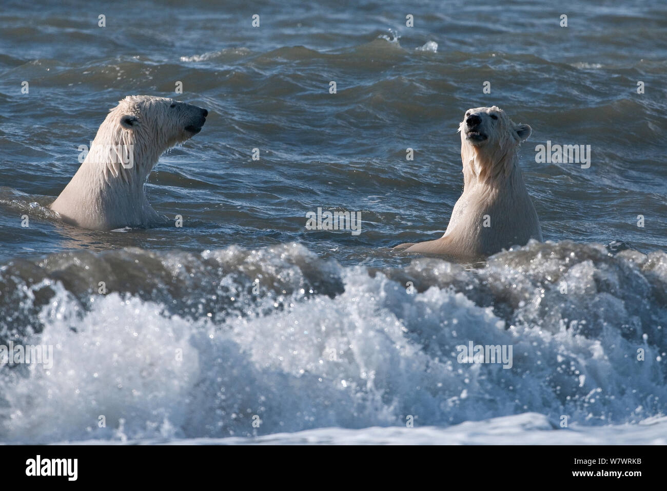 Polar bears (Ursus maritimus) juveniles playing in waves, Wrangel Island, Far Eastern Russia. September 2010. Stock Photo