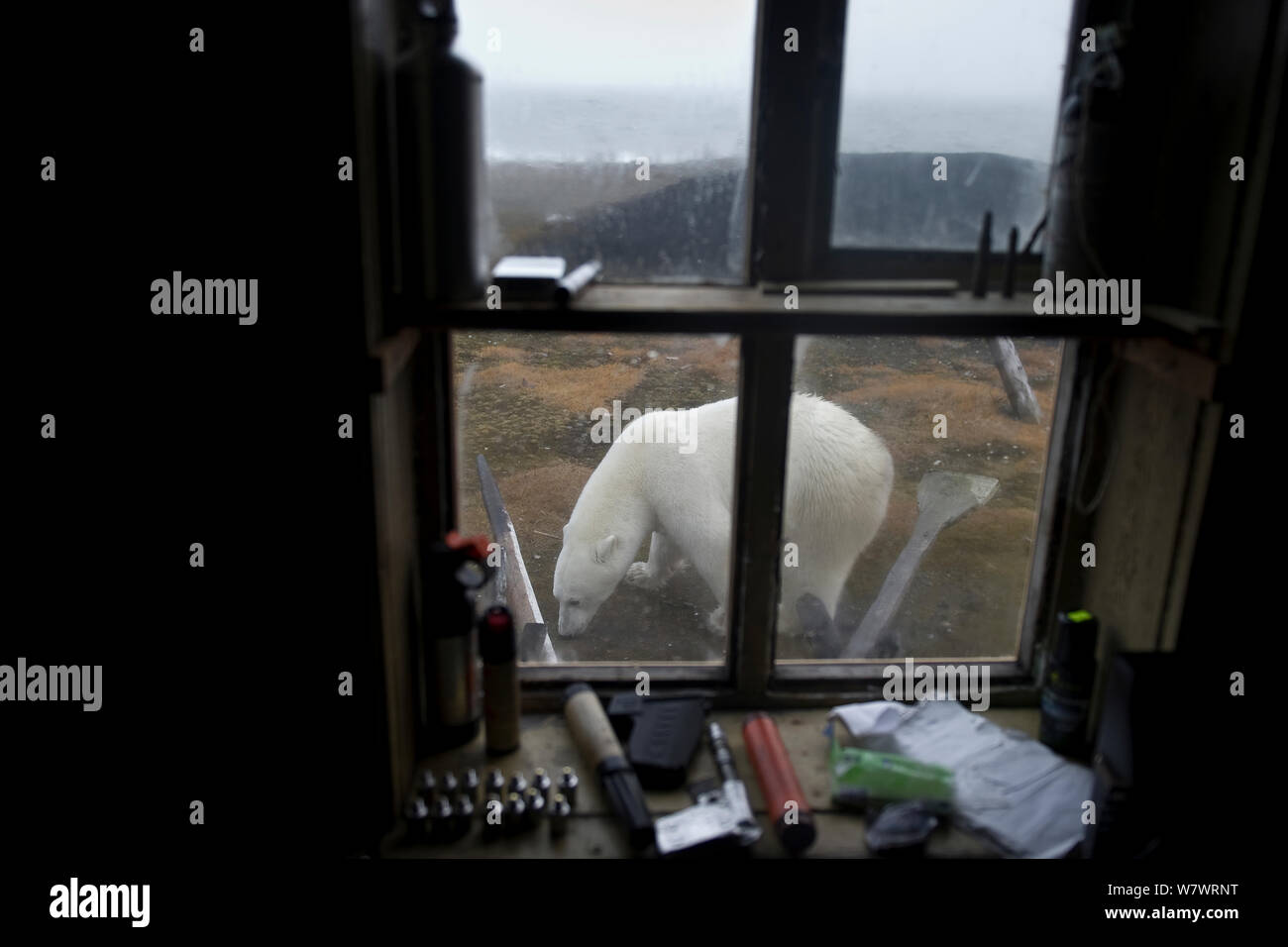 Polar bear (Ursus maritimus) outside window of building, Wrangel Island, Far Eastern Russia, September. Stock Photo