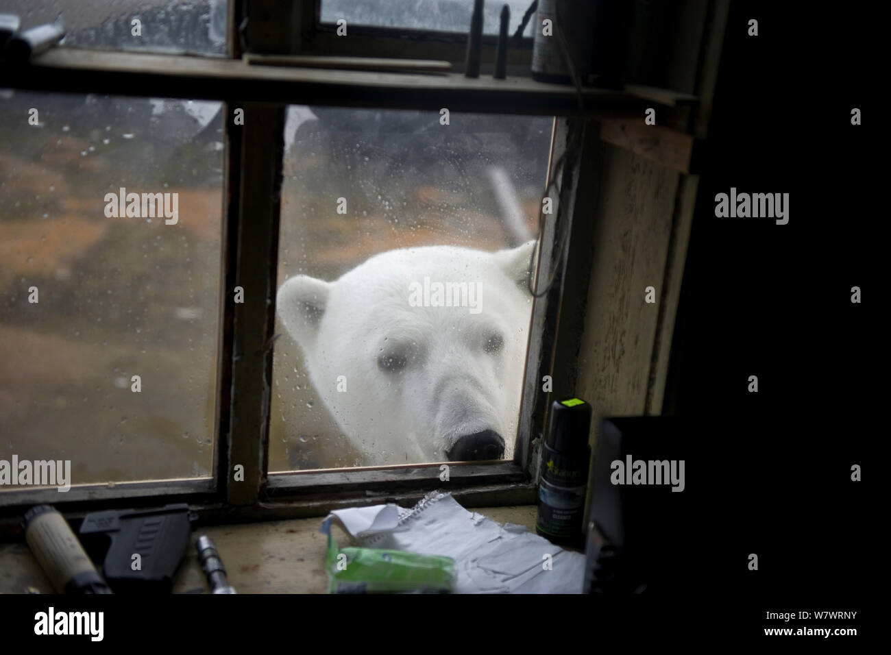 Polar bear (Ursus maritimus) outside window of building, Wrangel Island, Far Eastern Russia, September. Stock Photo