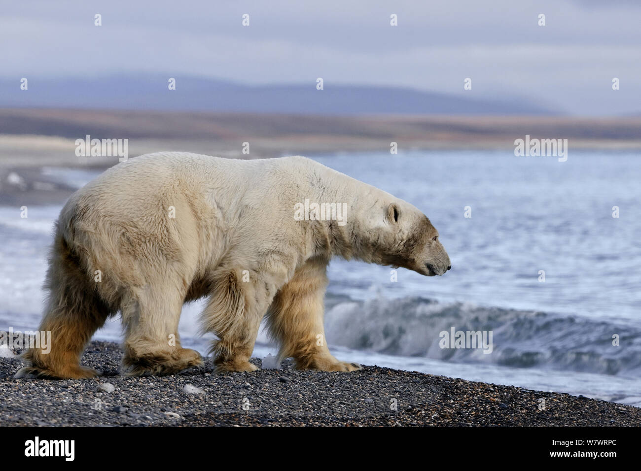 Polar bear (Ursus maritimus) walking towards the sea, Wrangel Island, Far Eastern Russia, September. Stock Photo
