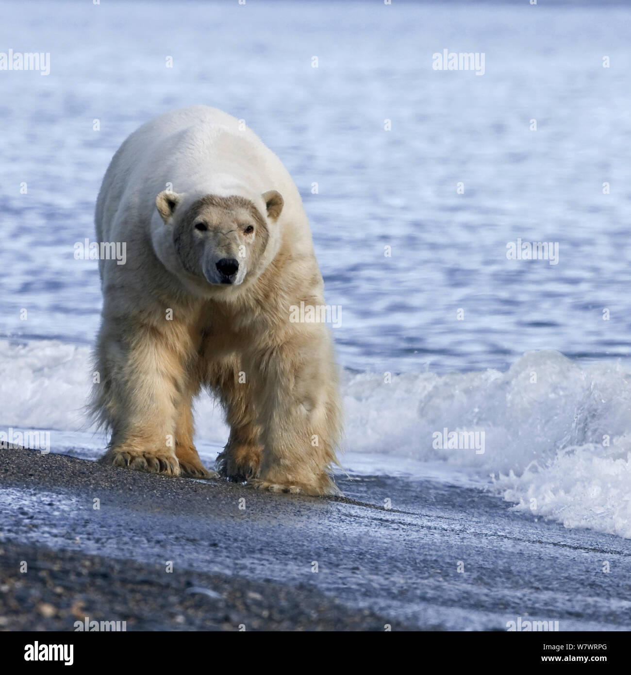 Polar bear (Ursus maritimus) walking along beach, Wrangel Island, Far Eastern Russia, September. Stock Photo