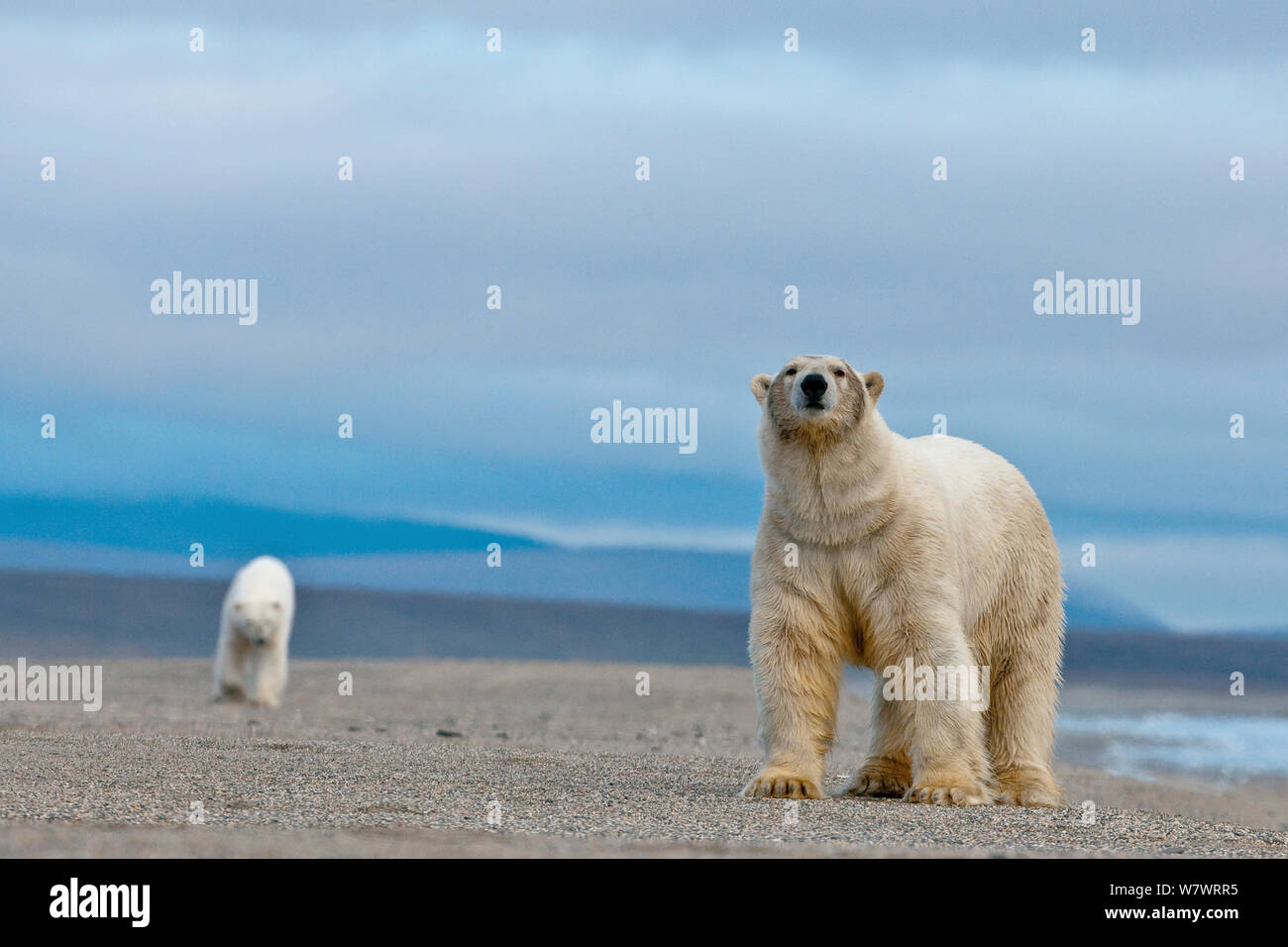 Polar bear (Ursus maritimus) walking along beach with another behind, Wrangel Island, Far Eastern Russia, September. Stock Photo