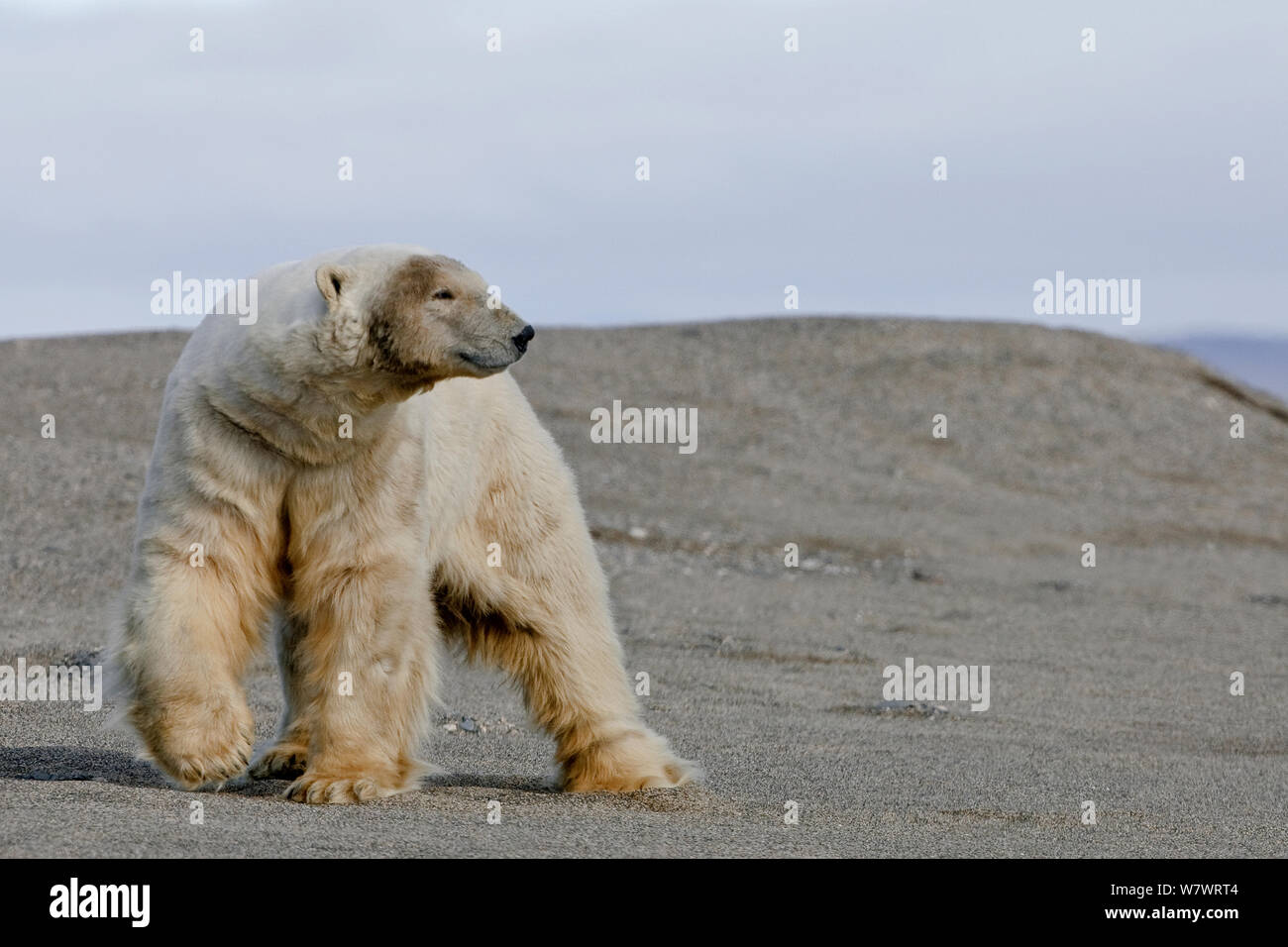 Polar bear (Ursus maritimus) walking on beach, Wrangel Island, Far Eastern Russia, September. Stock Photo