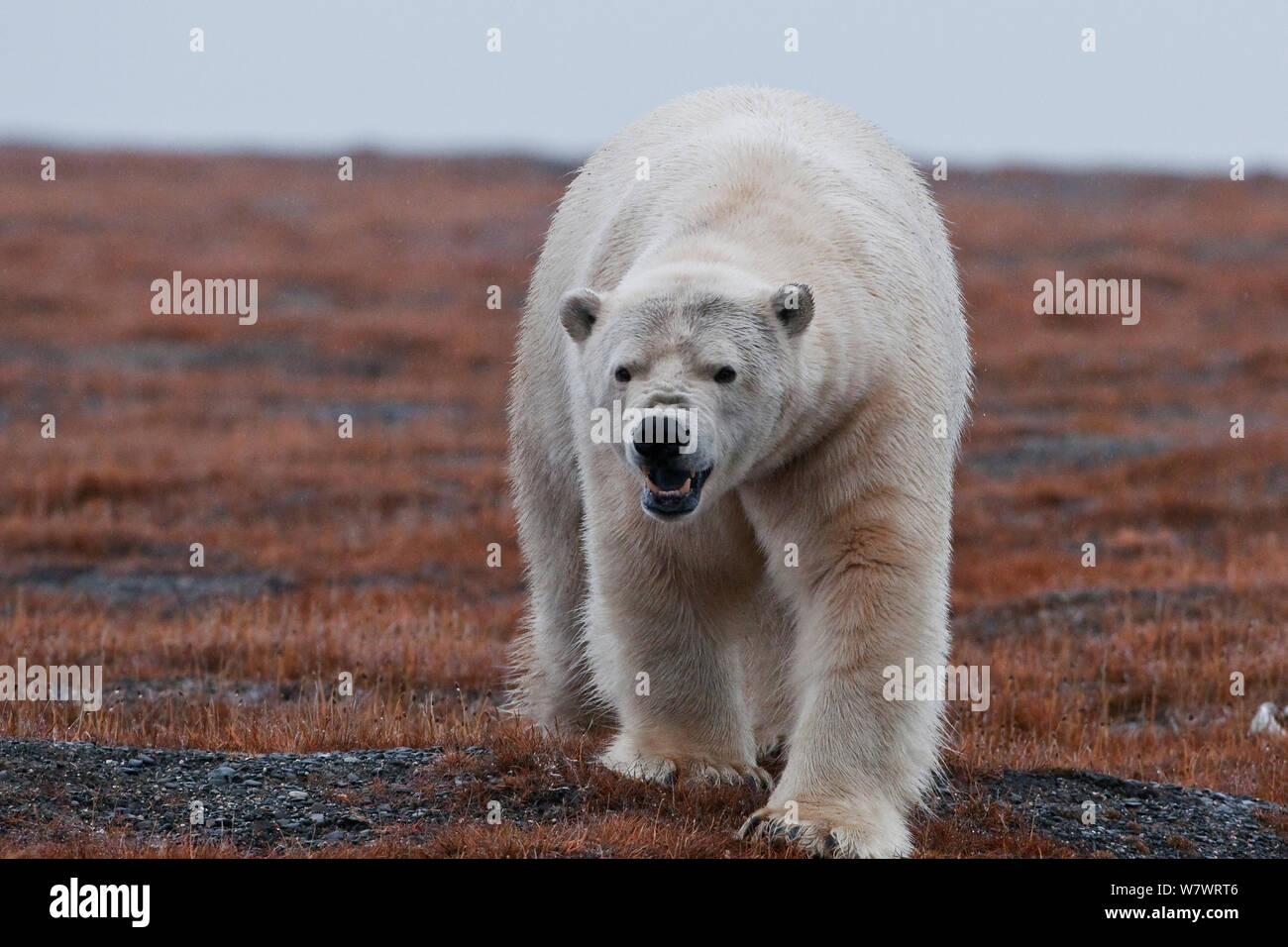 Polar bear (Ursus maritimus) vocalising, Wrangel Island, Far Eastern Russia, September. Stock Photo