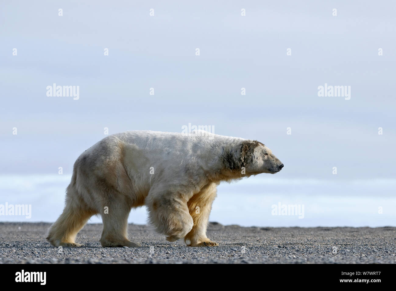 Polar bear (Ursus maritimus) profile, Wrangel Island, Far Eastern Russia, September. Stock Photo