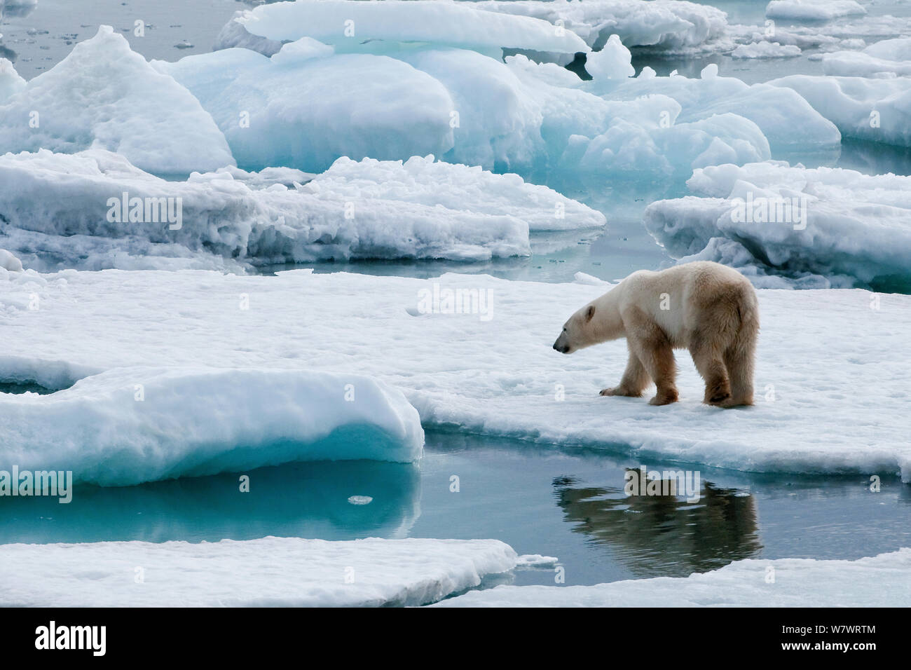 Polar bear (Ursus maritimus) on pack ice off the coast of Wrangel Island, Far Eastern Russia, September. Stock Photo