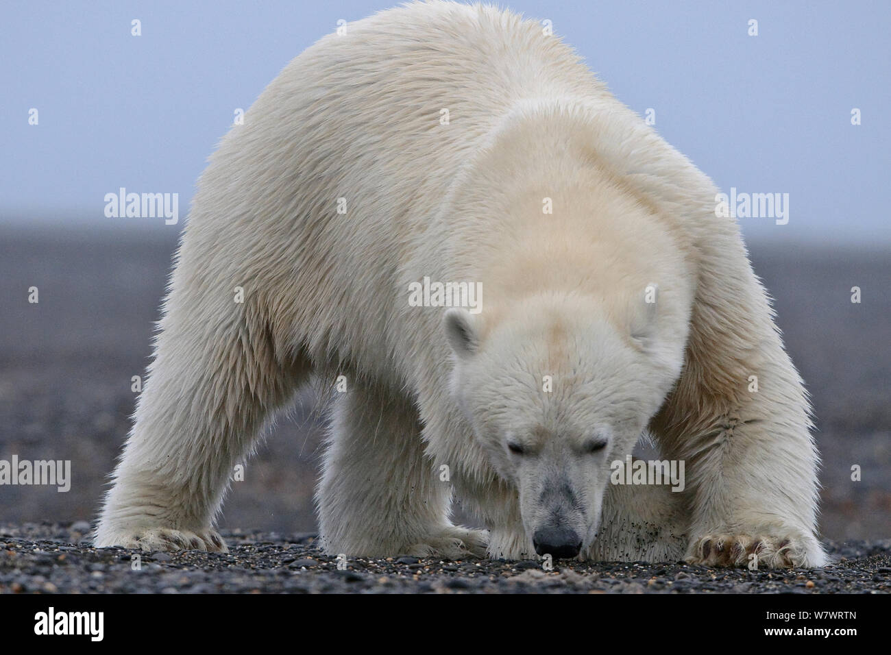 Polar bear (Ursus maritimus) sniffing the ground, Wrangel Island, Far Eastern Russia, September. Stock Photo