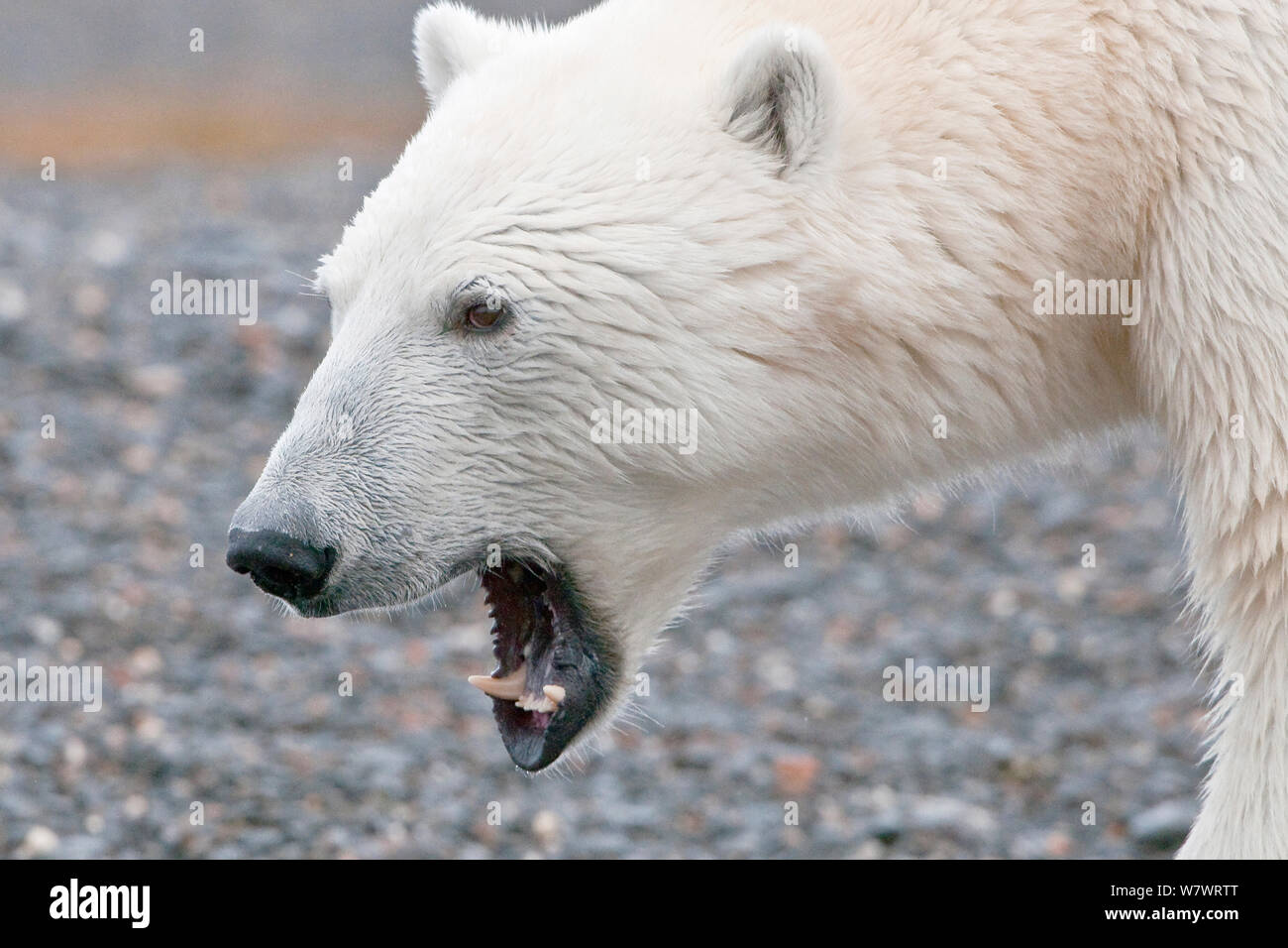 Polar bear (Ursus maritimus) calling, Wrangel Island, Far Eastern Russia, September. Stock Photo