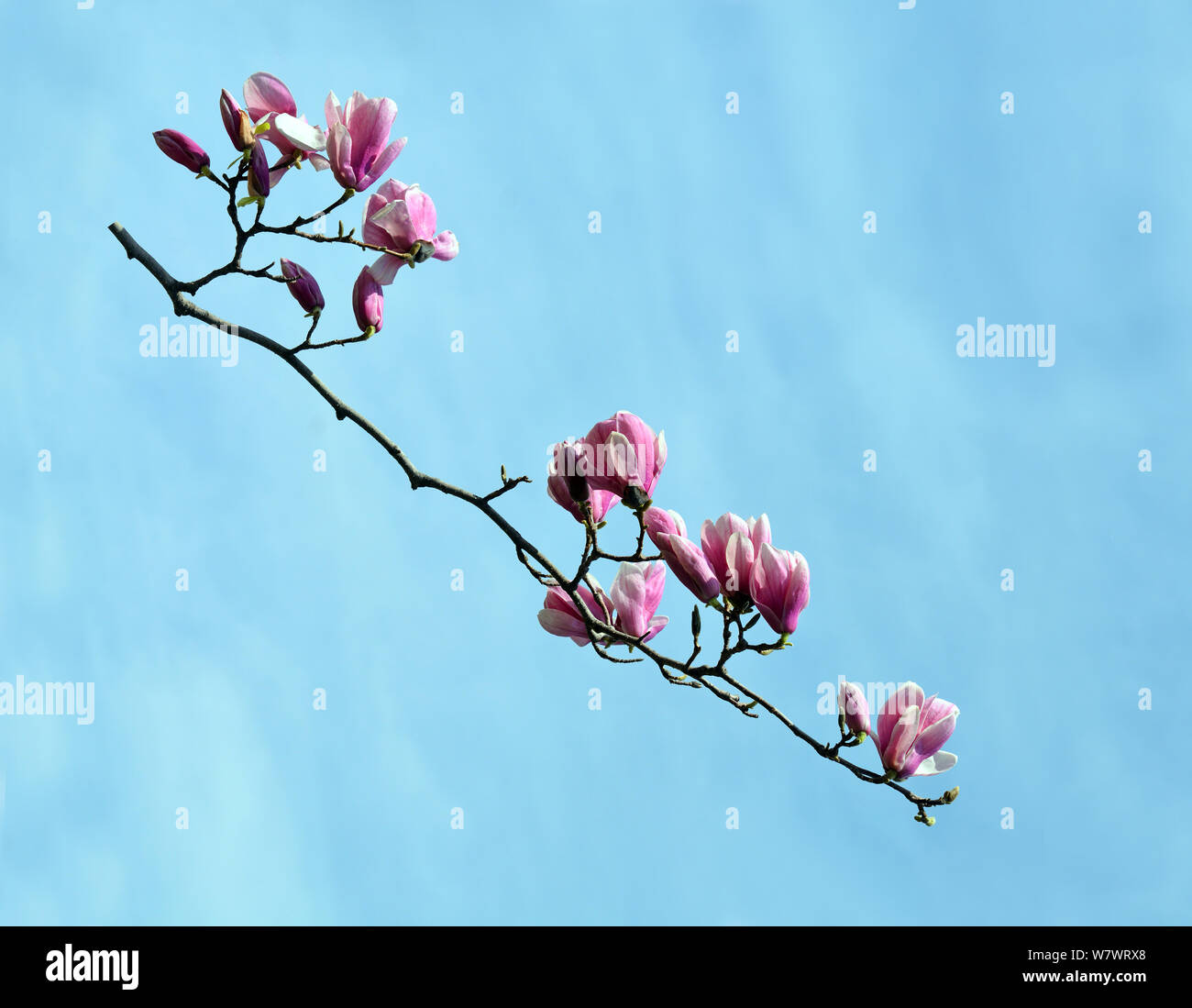 a branch of magnolia against blue sky Stock Photo - Alamy