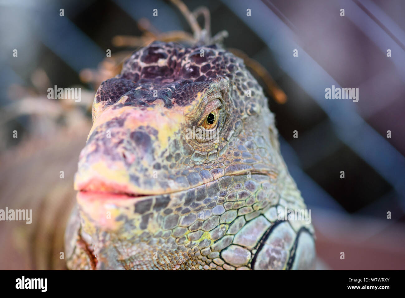 Exhibition Parkbrazil Stock Photos Exhibition Parkbrazil - 