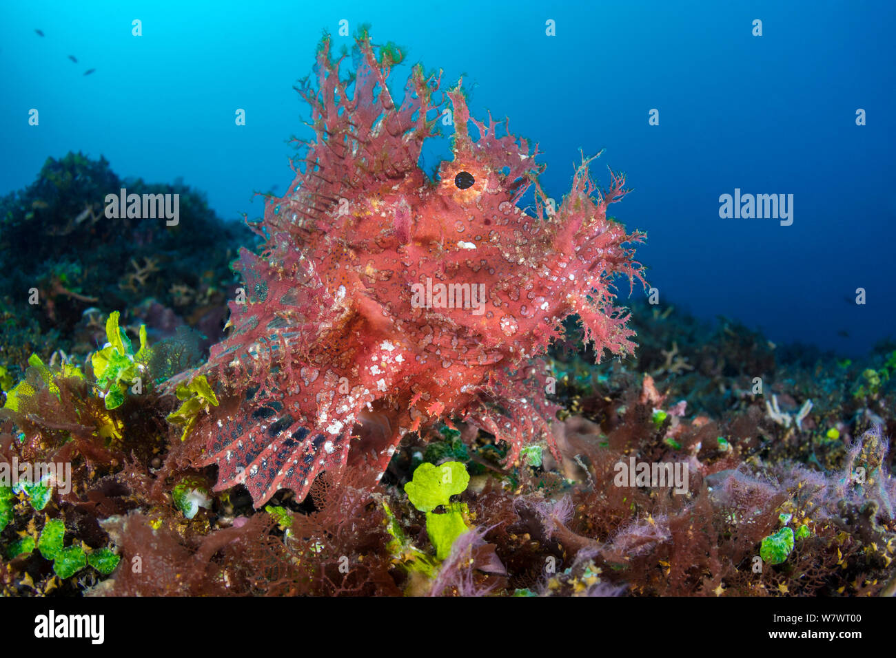 Weedy scorpionfish (Rhinopias frondosa) on coral rubble slope. Sedum, Bali, Indonesia. Java Sea. Stock Photo
