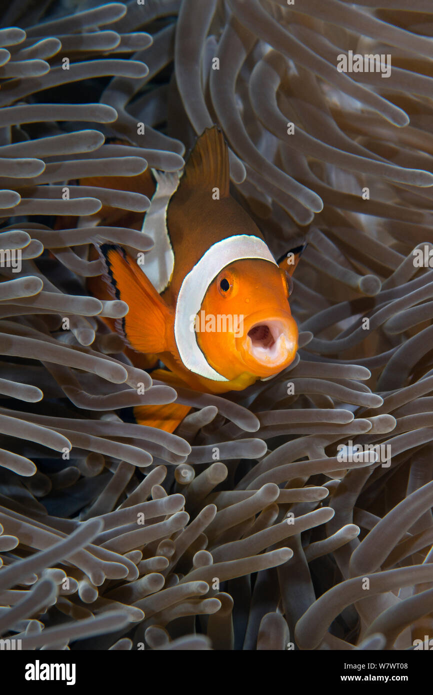 Clownfish (Amphiprion ocellaris) giving warning call from inside its anemone. Tulamben Bay, Bali, Indonesia. Java Sea. Stock Photo