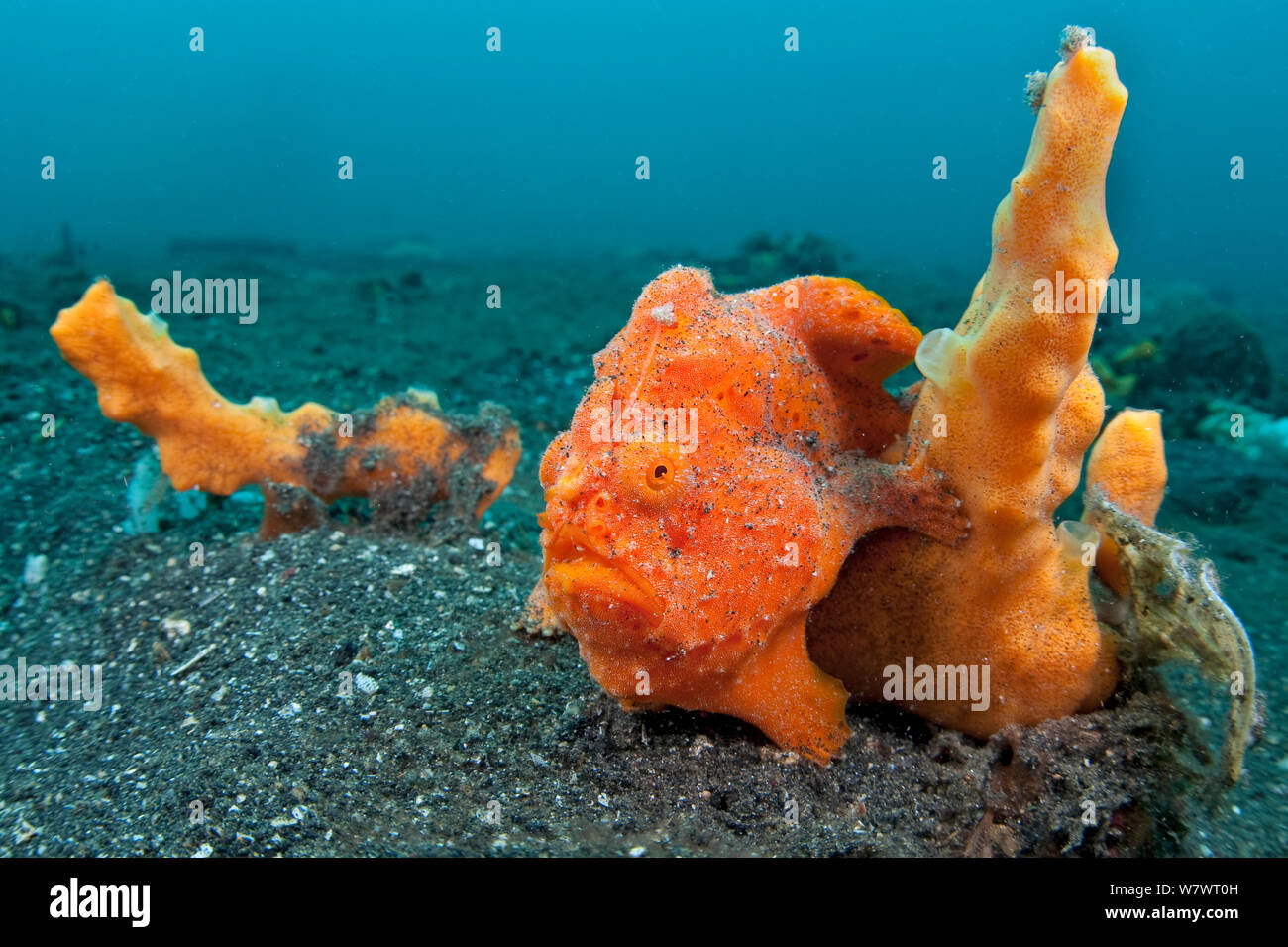 Golf-ball sized Painted frogfish (Antennarius pictus) waits to ambush prey disguised as an orange sponge. Bitung, North Sulawesi, Indonesia. Lembeh Strait, Molucca Sea. Stock Photo