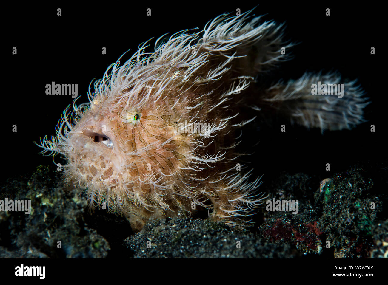 Portrait of Hairy frogfish (Antennarius striatus) lying in wait for prey on the sand. This large individual was probably female. Aer Prang, Bitung, North Sulawesi, Indonesia. Lembeh Strait, Molucca Sea. Stock Photo