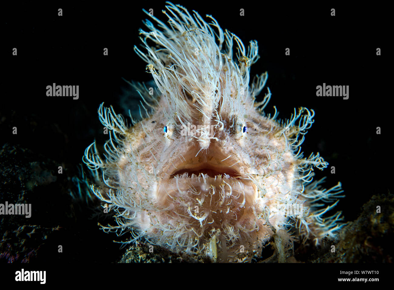 Portrait of Hairy frogfish (Antennarius striatus) lying in wait for prey on the sand. This large individual was probably female. Aer Prang, Bitung, North Sulawesi, Indonesia. Lembeh Strait, Molucca Sea. Stock Photo