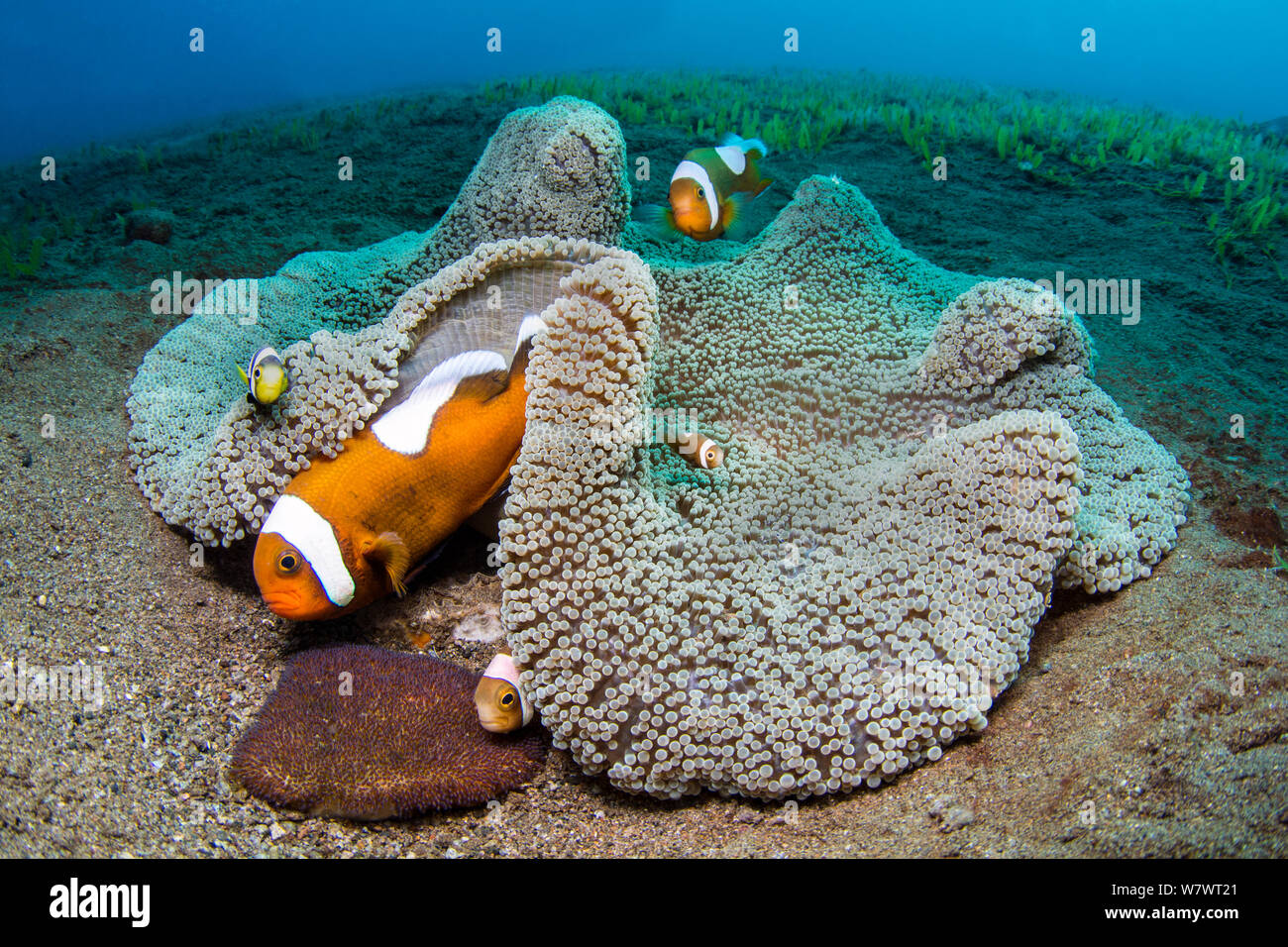 Group of Saddleback anemonefish (Amphiprion polymnus) guard clutch of