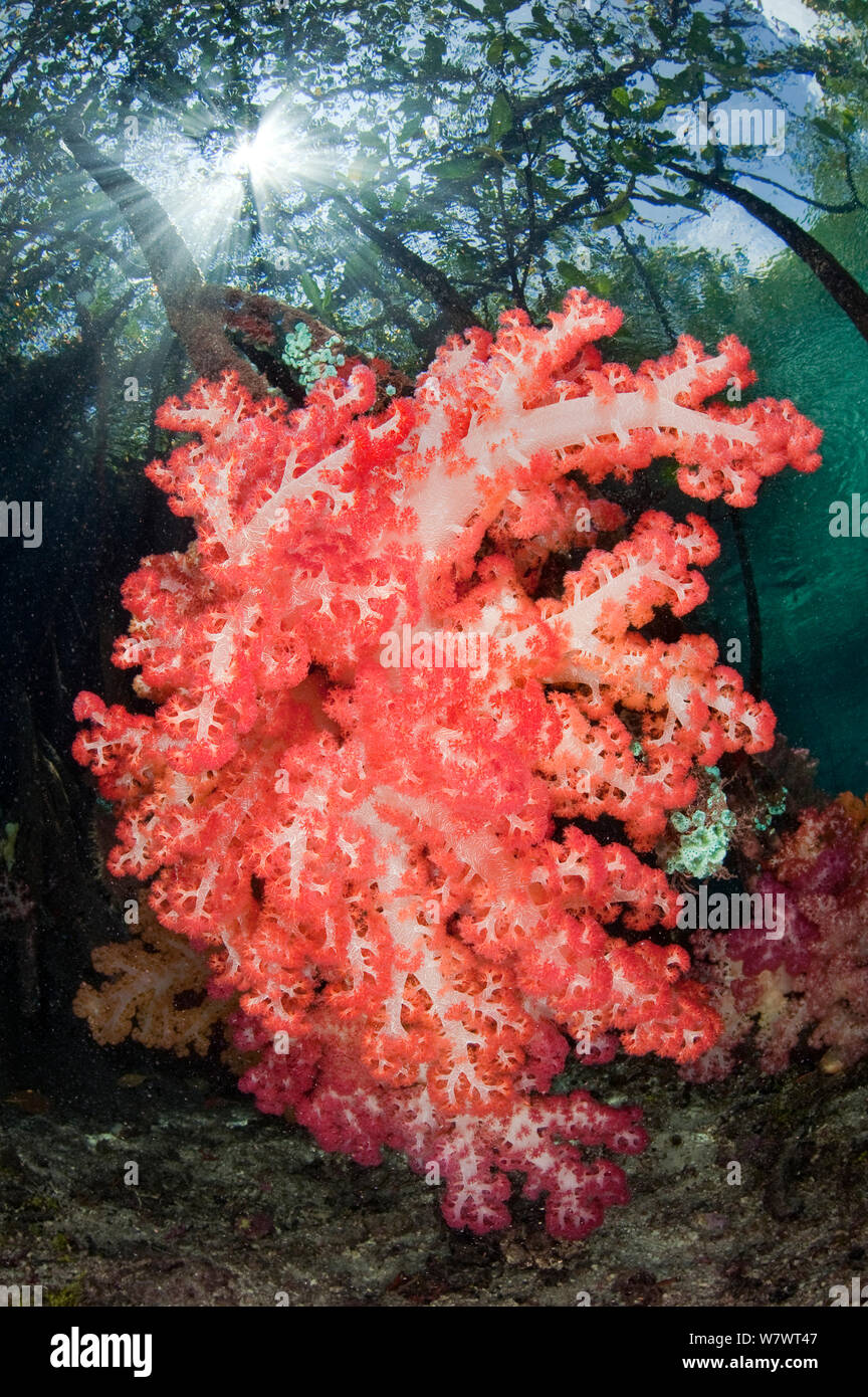 Red soft corals (Dendronephthya sp.) growing attached to the root of mangrove tree, beneath the canopy of mangrove forest. Nampele Islands, Misool, Raja Ampat, Indonesia. Stock Photo