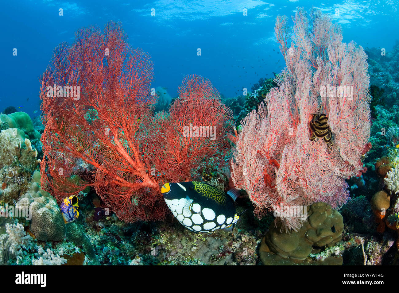 Clown triggerfish (Balistoides conspicillum) between pair of Seafans (Melithaea sp.) Fiabacet Islands, Misool, Raja Ampat, West Papua, Indonesia. Ceram Sea. Stock Photo