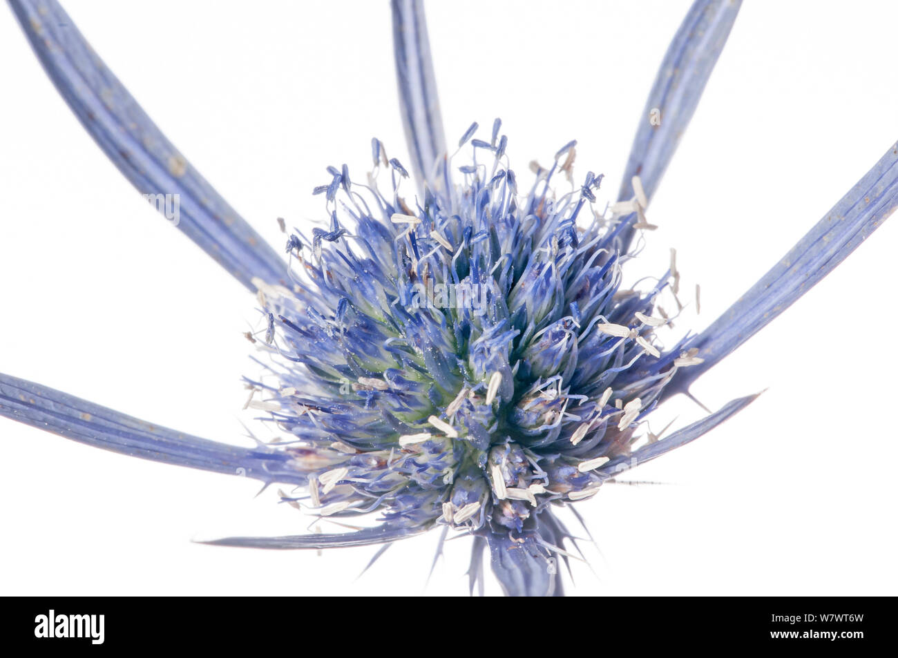 Amethyst Eryngo (Eryngium amethystinum) flower, Mount Terminillo, near Terni, Italy. September. Stock Photo