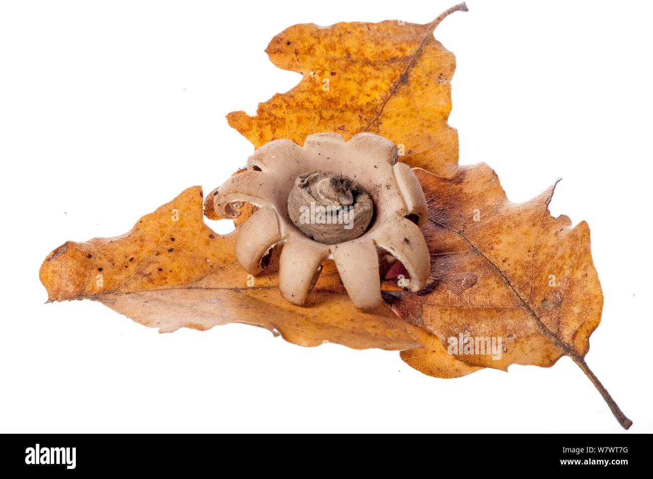 Collared earthstar fungus (Geastrum triplex) in oak woodland, near Sorano, Tuscany, Italy, October. Stock Photo