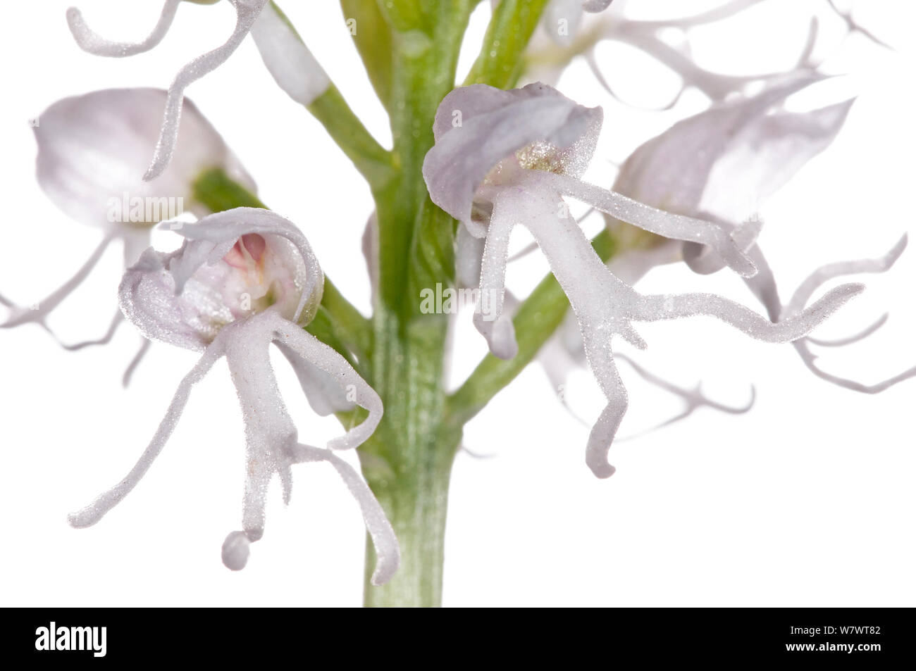 Monkey Orchid (Orchis simia var alba) albino form, near Torrealfina ...