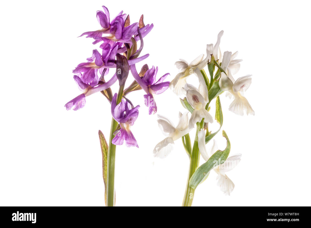Roman Orchid (Dactylorhiza romana) flowers, two purple colour morphs, Viterbo, Italy, April. Stock Photo