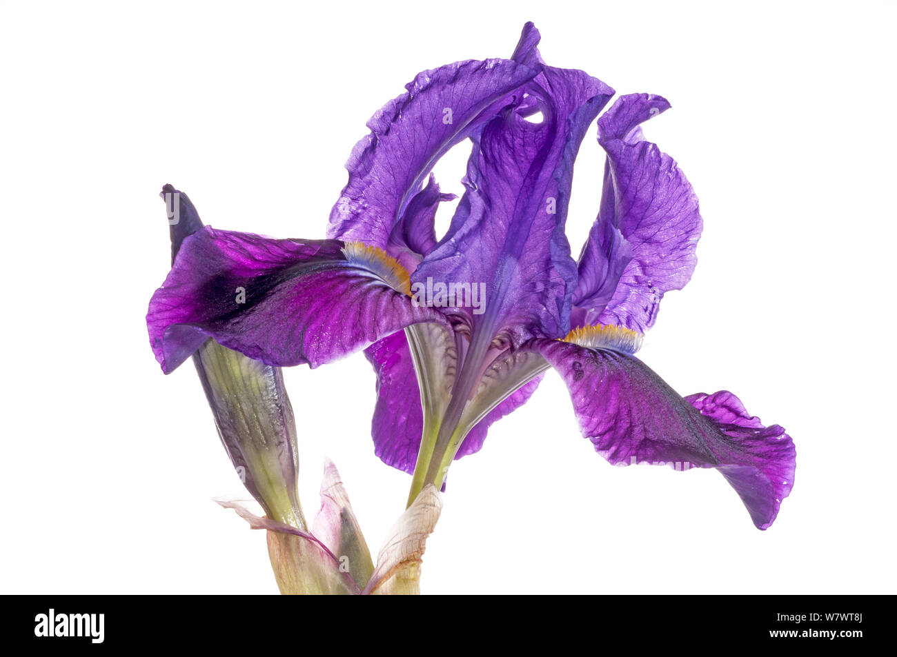 Twin-flowered iris (Iris bicapitata) flower , purple morph, found above 600m elevation. Endemic to Gargano, Italy. April. Stock Photo