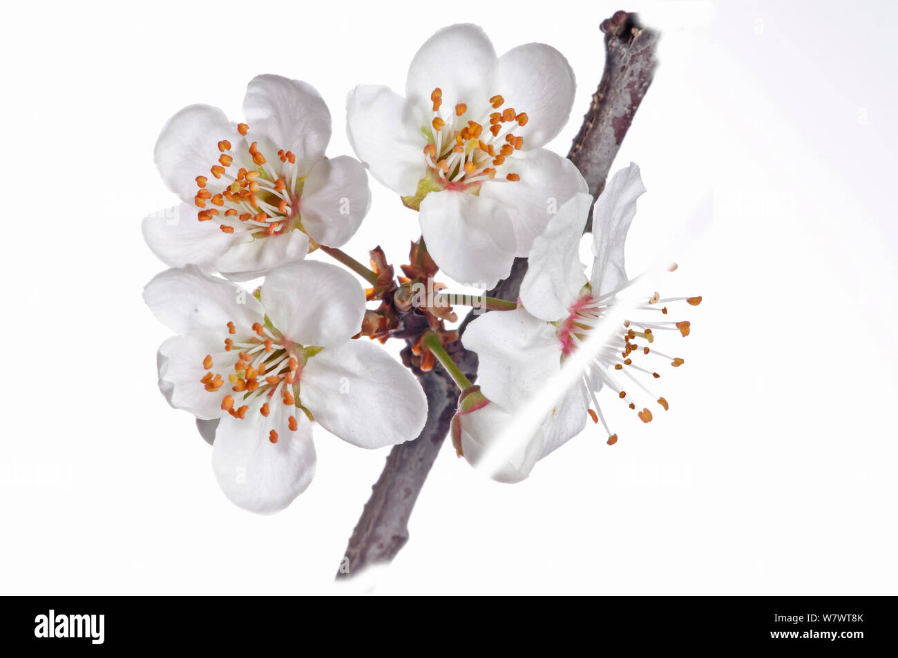 Wild Cherry (Prunus avium)  flowers, near Orvieto, Umbria, Italy, March. Stock Photo