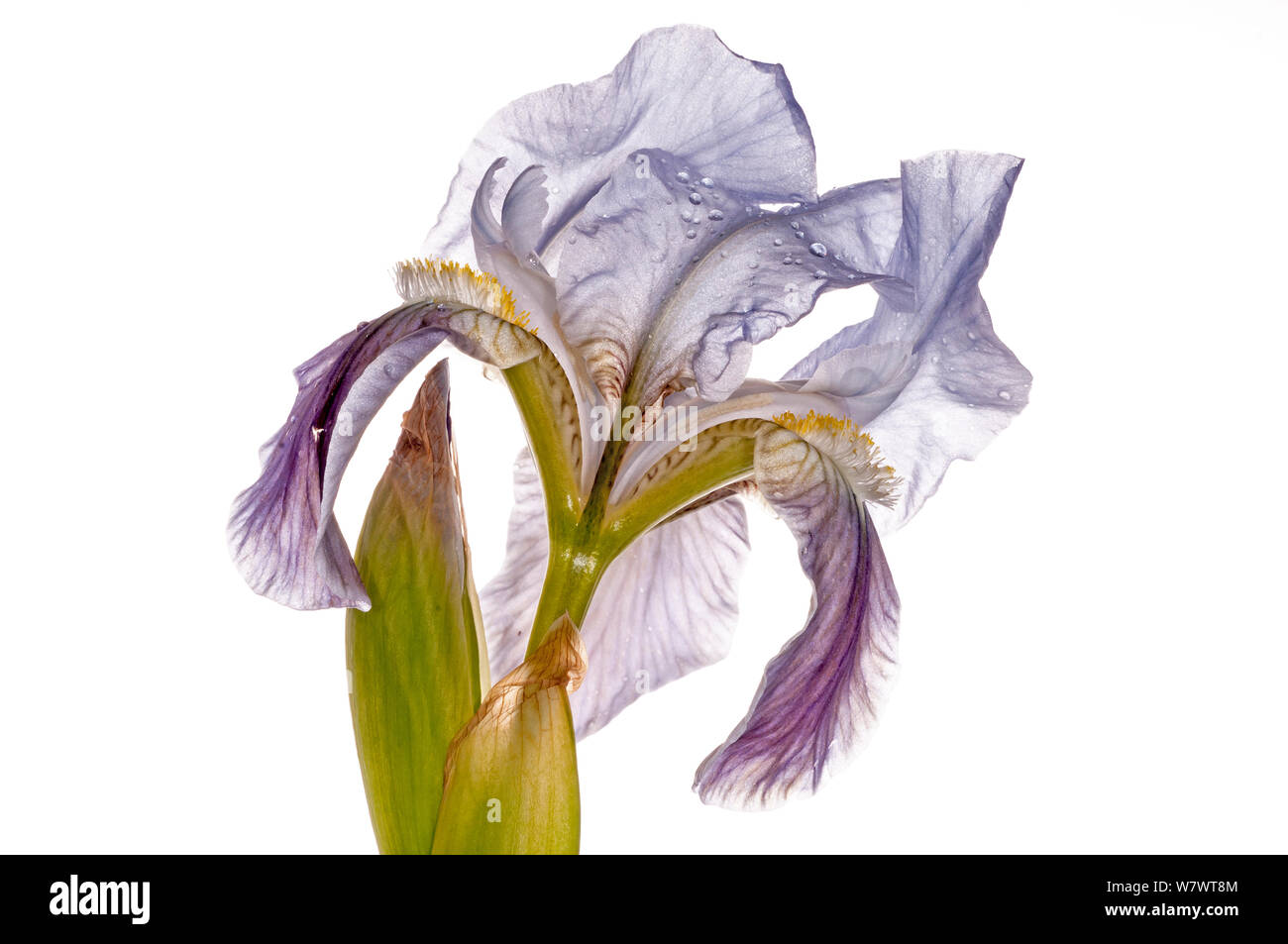 Twin-flowered iris (Iris bicapitata) flower, lilac morph, found above 600m elevation. Endemic to Gargano, Italy. April. Stock Photo