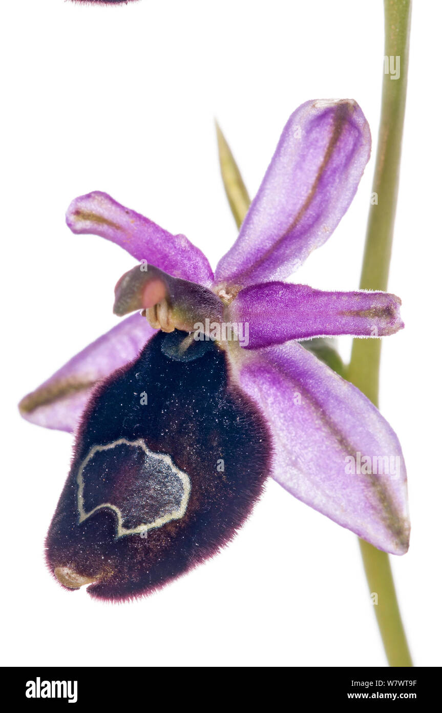 Hybrid orchid (Ophrys x enobarbia) in flower, hybrid between Bertolonii&#39;s Orchid (Ophrys bertolonii) and the Late Spider Orchid (Ophrys fuciflora) near Orvieto, Umbria, Italy, May. Stock Photo