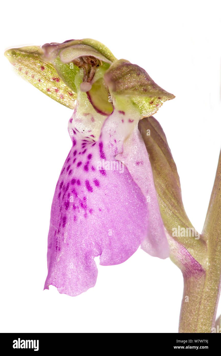 Spitzel&#39;s Orchid (Orchis spitzelii) in flower, a rare alpine orchid, Simbruini Mounts, Apennines, Italy, June. Stock Photo