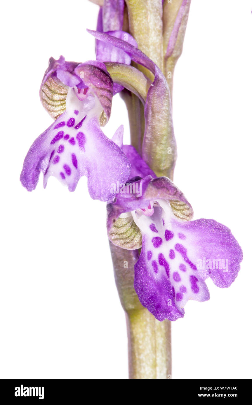 Green-winged Orchid (Anacamptis morio picta) in flower near Torrealfina, Lazio, Italy. May. Stock Photo