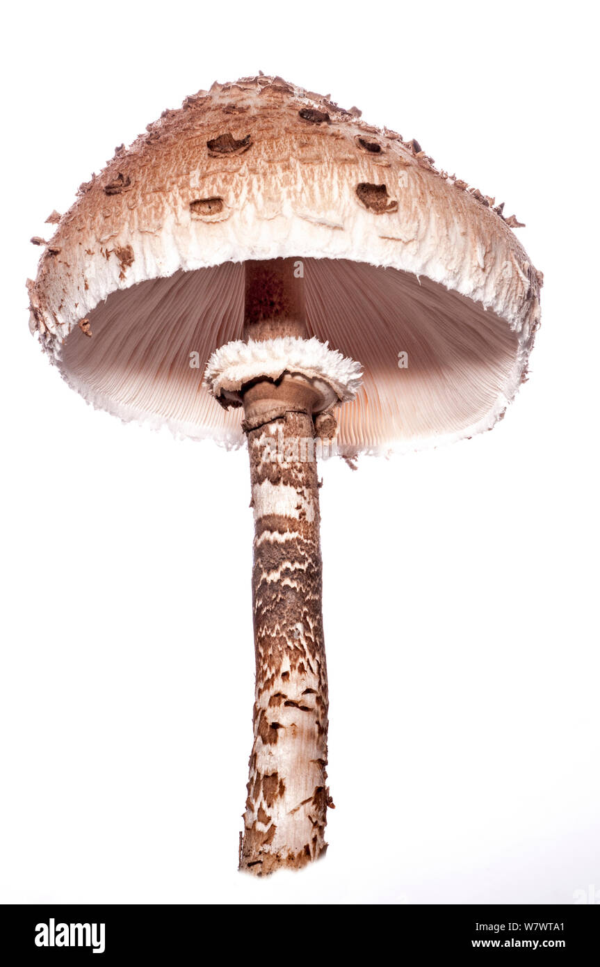 Parasol mushroom (Macrolepiota procera) Podere Montecucco, near Orvieto, Umbria, Italy, October. Stock Photo