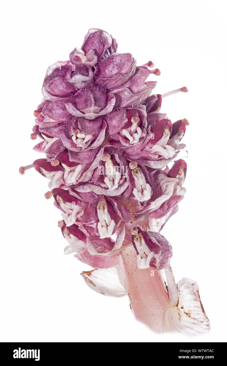 Toothwort (Lathraea squamaria) in flower, a parasitc species on the roots of hazel and poplar, near Orvieto, Italy, April. Stock Photo