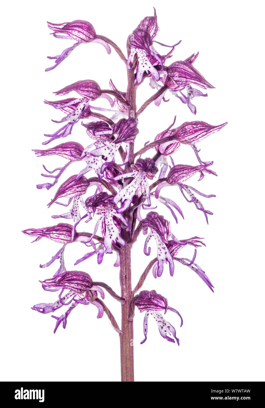 Hybrid orchid (Orchis x angusticruris) in flower, hybird of Lady (Orchis pururea) and Monkey orchid (Orchis simia), near Torrealfina, Lazio, Italy, May. Stock Photo