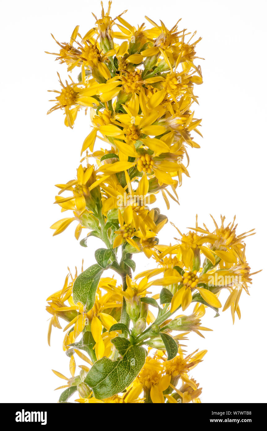 Golden Rod (Solidago virgaurea) in flower, Mount Terminillo, Lazio Italy September. Stock Photo