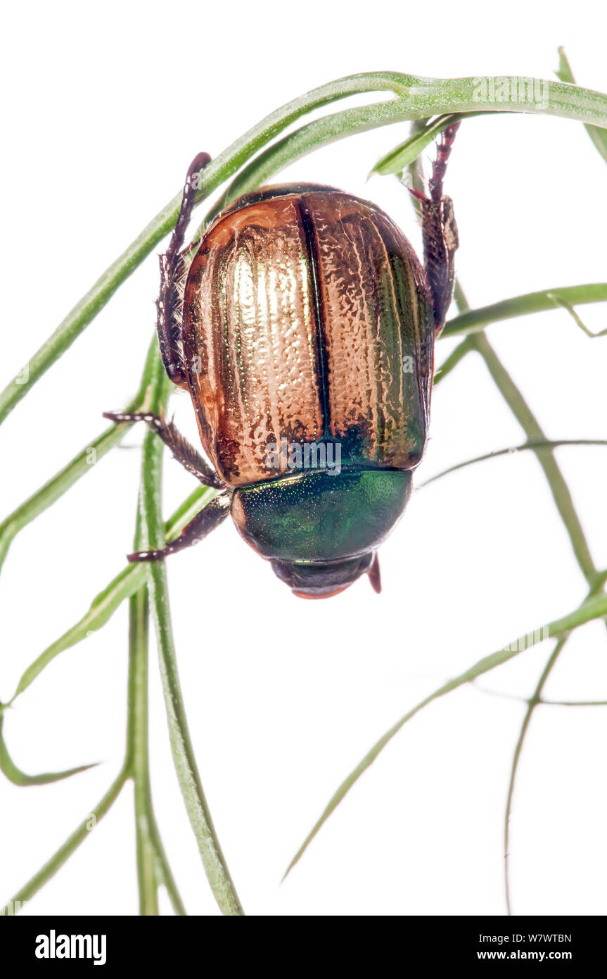 Chafer Beetle (Protaetia cuprea) Italy, July. Stock Photo