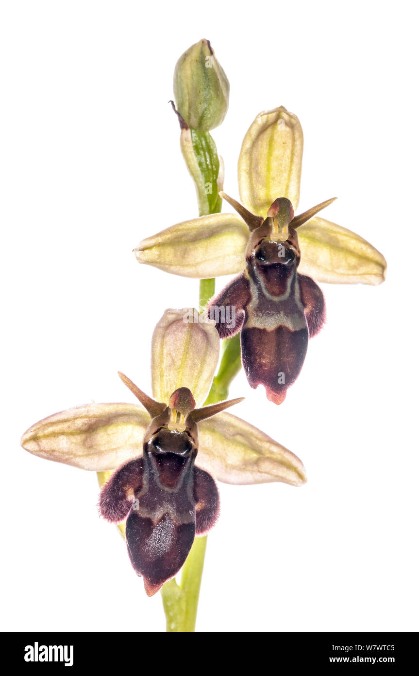 Hybrid orchid (Ophrys x pietschii) hybrid of bee orchid (Ophrys apifera) and Fly orchid (Ophrys insectifera) found just off the A303, Wiltshire, England, UK, June. Stock Photo