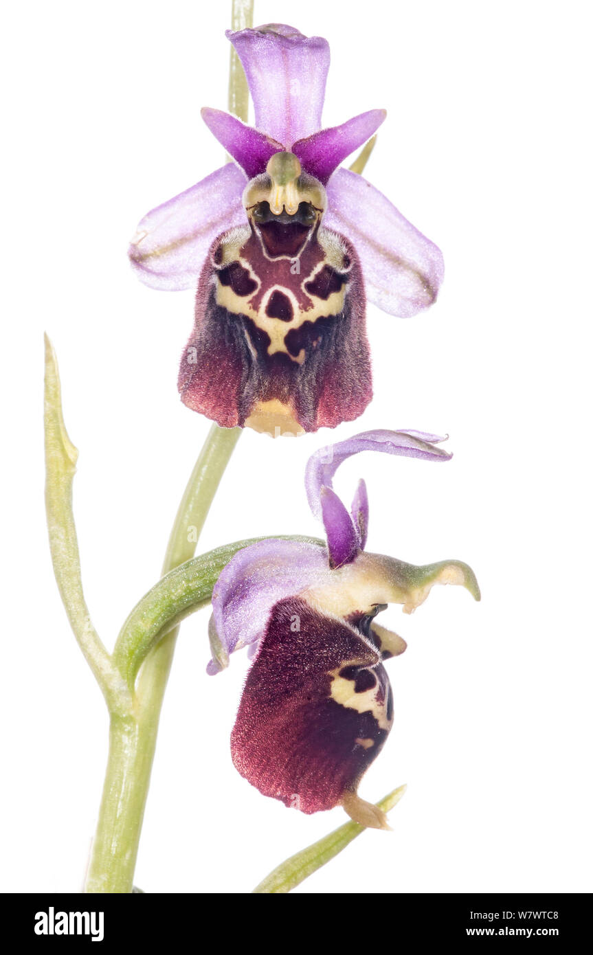 Late Spider orchid (Ophrys holoserica ) on Monterale, Nr Montegabbione, Umbria, Italy, June. Stock Photo