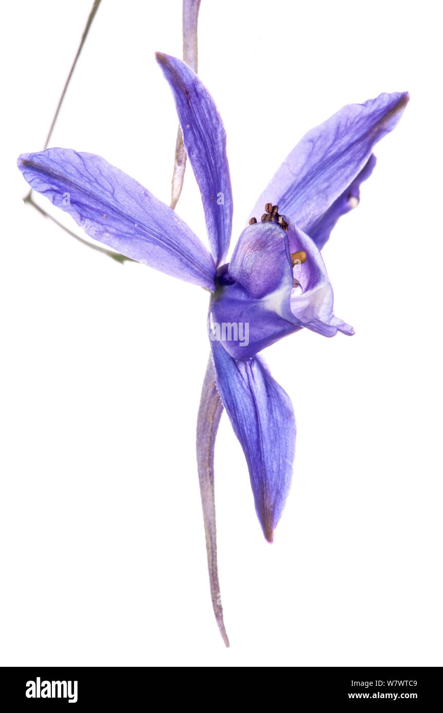 Rocket Larkspur High Resolution Stock Photography and Images - Alamy