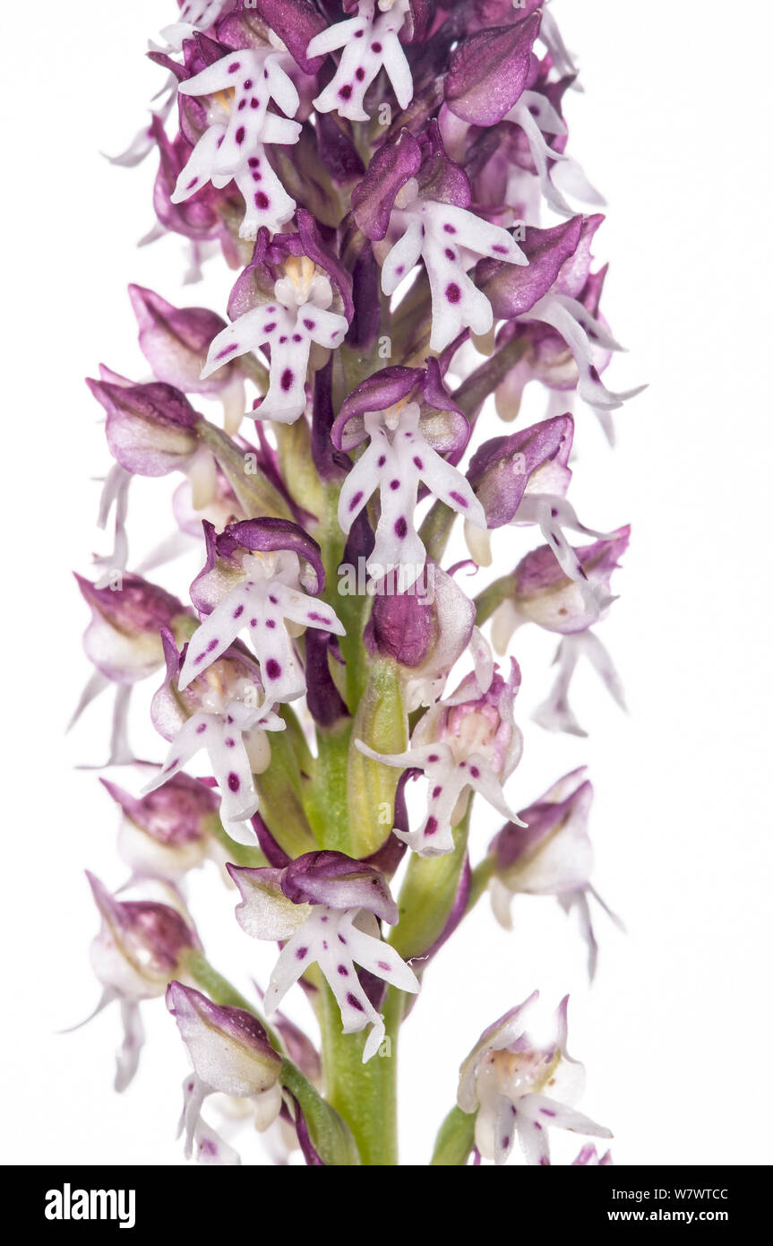 Burnt-tip Orchid (Orchis ustulata) in flower, Italy, June. Stock Photo