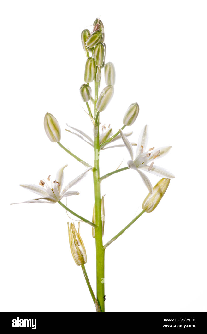 Spiked star of Bethlehem (Ornithogalum narbonense) in flower, Italy, May. Stock Photo