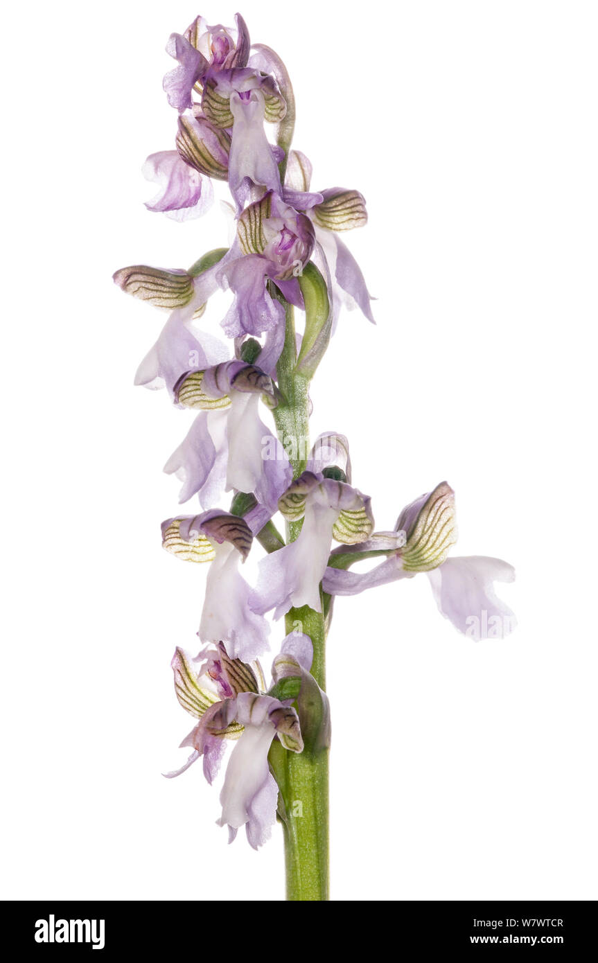 Green-winged Orchid (Anacamptis morio picta) in flower near Torrealfina, Lazio, Italy, May. Stock Photo