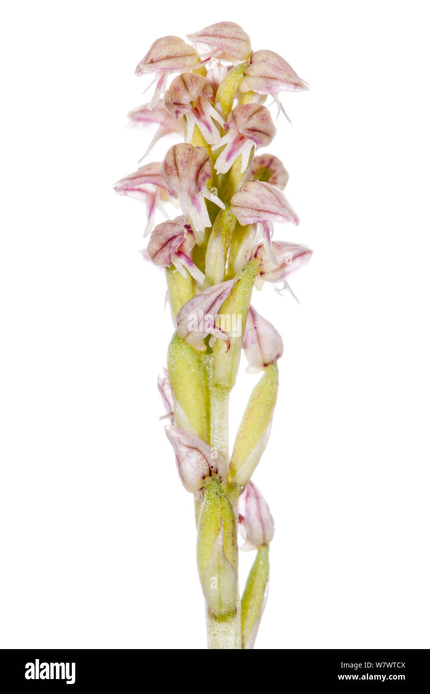 Dense-flowered orchid (Neotinea maculata) near Torrealfina, Lazio, Italy, May. Stock Photo