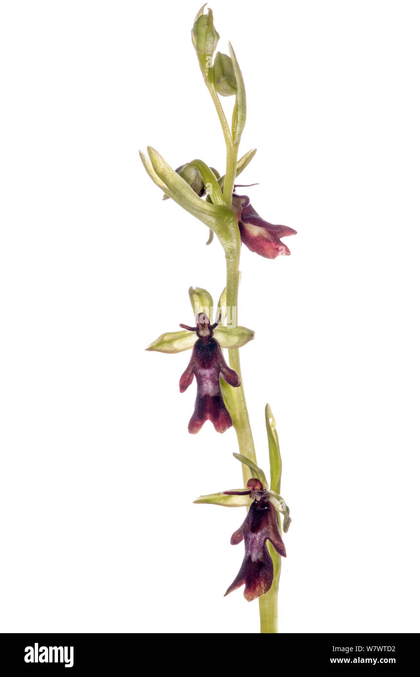 Fly Orchid (Ophrys insectifera) in flower, nearTorrealfina,Orvieto, Italy, Stock Photo