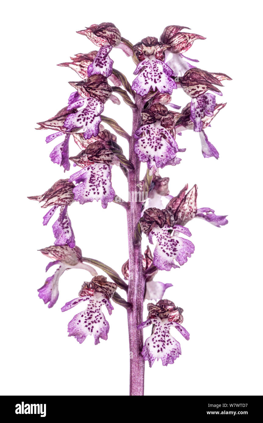 Lady Orchid (Orchis purpurea) in flower, Torrealfina, Lazio, Italy, April. Stock Photo