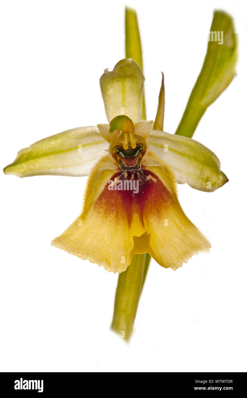 Lacaita&#39;s Ophrys (Ophrys lacaitae) in flower, rare grassland species, near Ferla, Sicily, Italy, May. Stock Photo