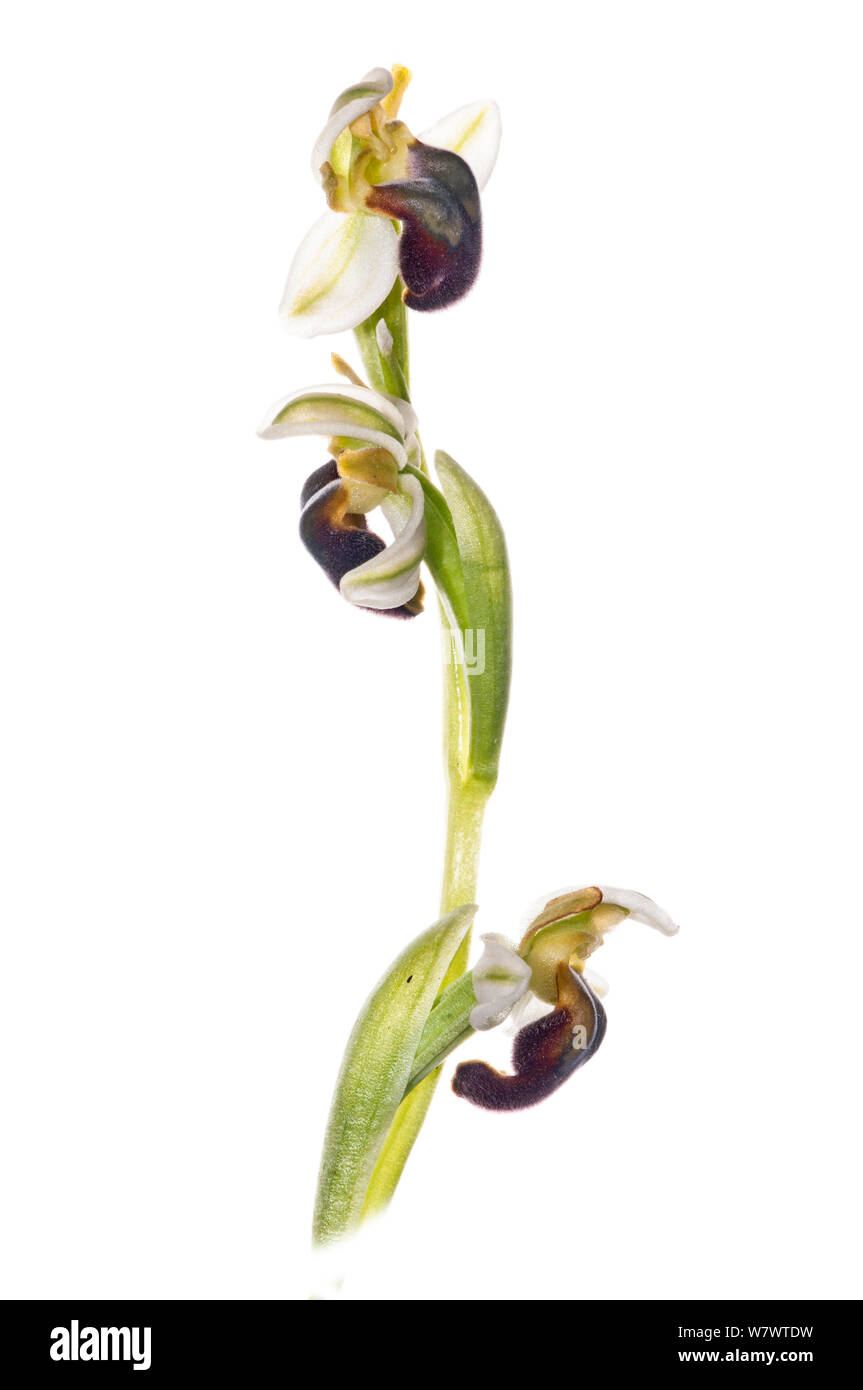Pale Ophrys (Ophrys pallida) in flower, Bosco di Ficuzza forest, Sicily, Italy, May. Endemic to Sicily. Stock Photo